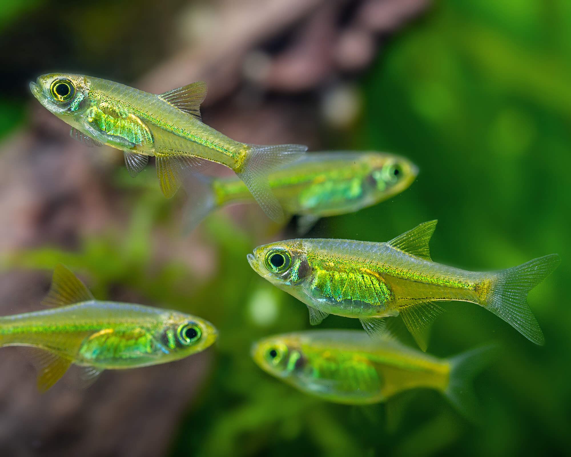 12 Vibrant Freshwater Fish and Invertebrates for a Balanced Planted Nano Tank